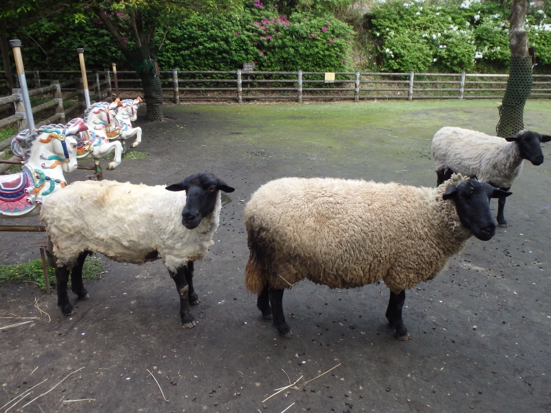 ひつじ よろしくメェ〜 高岡古城公園動物園 ヒツジとヤギ仲間入り：北陸中日